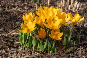 krokus, bloemen van de voorjaar foto