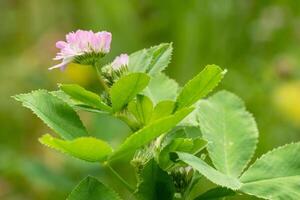 Perzisch Klaver, trifolium resupinatum foto