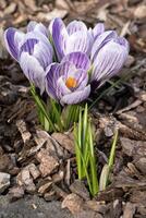 krokus, bloemen van de voorjaar foto