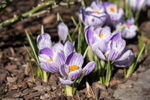 krokus, bloemen van de voorjaar foto