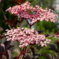 zwart ouderling, sambucus nigra foto