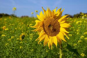 zonnebloem, helianthus annuus foto