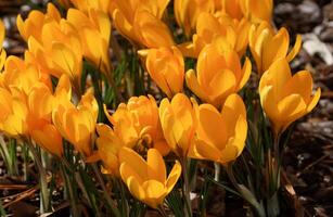 krokus, bloemen van de voorjaar foto