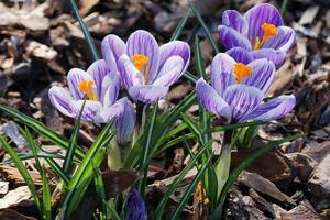 krokus, bloemen van de voorjaar foto