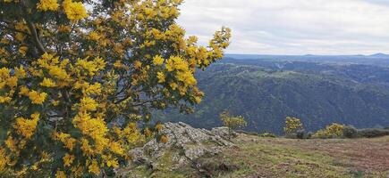 details van acacia bomen met geel bloemen Aan de hellingen van de douro rivier, in noordoosten Portugal. geweldig reizen en natuur. foto