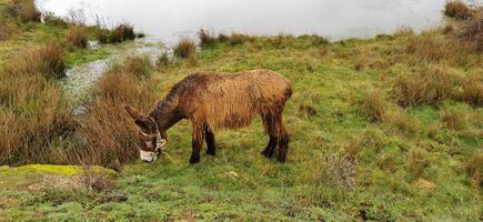 landelijk en agrarisch detail van dieren begrazing vrij in de velden. noordoosten van Portugal. geweldig reizen en natuur. foto