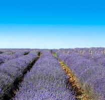 lavendel veld- beeld foto