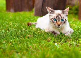 blauw ogen kat foto