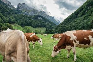 kudde van koe begrazing Aan weiland en Zwitsers Alpen Bij appenzell, Zwitserland foto