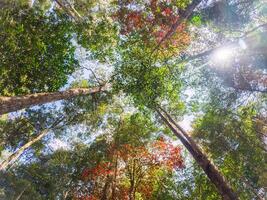 tropisch regenwoud met rood gebladerte esdoorn- boom in nationaal park foto