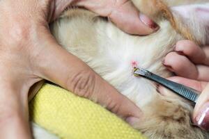 vrouw hand- gebruik makend van pincet naar plukken een Kruis aan zuigen bloed Aan hond huid foto