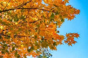 oranje en geel esdoorn- bladeren Aan boom in herfst foto