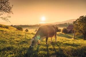 een koe begrazing Aan weiland met zonsopkomst over- heuvel in vee dorp foto