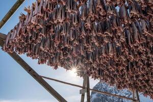 kabeljauw vis zonder hoofd drogen Aan houten rekken foto