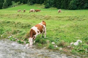 koe is drinken water door rivier- in weiland foto