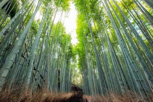 traject van bamboe Woud schaduwrijk met zonlicht foto