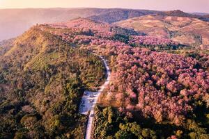 antenne visie van wild himalayan kers Woud bloeiend Aan berg heuvel en landelijk weg in de ochtend- Bij phu lom kijk, phu hin rong kla nationaal park foto