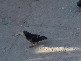 zwart duif Aan de grond is zoeken voor voedsel Aan beton pad. een buitenshuis visie van een geïsoleerd en eenzaam vogel, duif is jacht- voor voedsel granen in een vroeg ochtend- in een openbaar plaats. foto