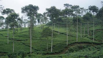 de uitgestrektheid van thee tuinen Bij de voet van de berg creëert een kalmte atmosfeer foto