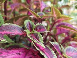 coleus planten dat toenemen bloeiend in de werf van de huis foto