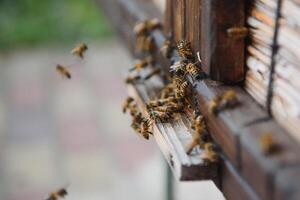 dichtbij omhoog van vliegend bijen. houten bijenkorf en bijen. foto