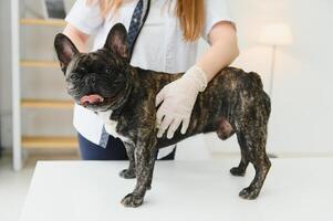 dierenarts vrouw onderzoekt de hond en huisdier haar. dier gezondheidszorg ziekenhuis met professioneel huisdier helpen foto