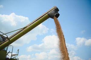 combineren oogstmachine oogsten rijp tarwe. landbouw foto