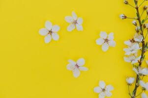 voorjaar achtergrond tafel. mei bloemen en april bloemen natuur Aan groente. voor banier, takken van bloeiende kers tegen achtergrond. dromerig romantisch afbeelding, landschap panorama, kopiëren ruimte foto