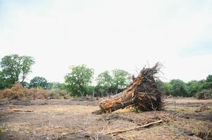 ontbossing milieu probleem, regen Woud vernietigd voor olie palm plantages foto