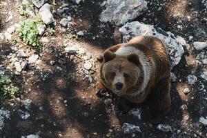 afbeelding van een groot bruin beer foto
