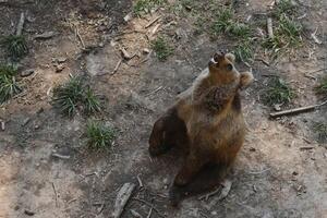 afbeelding van een groot bruin beer foto