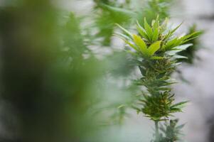 achtergrond luifel van ontluikend binnen- marihuana planten. foto