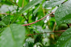 regen valt Aan groen bladeren foto