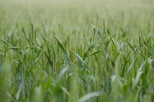 groen tarwe veld- dichtbij omhoog beeld foto