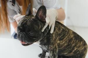 geneesmiddel, huisdier zorg en mensen concept - dichtbij omhoog van Frans bulldog hond en dierenarts dokter hand- Bij dierenarts kliniek. foto