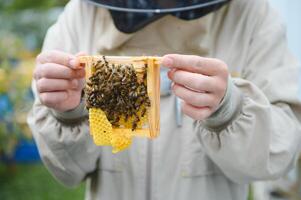 imker Holding een klein kern met een jong koningin bij. fokken van koningin bijen. bijengaten met honingraten. voorbereiding voor kunstmatig inseminatie bijen. natuurlijk economie. koningin bij kooien foto