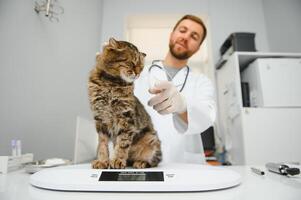 mannetje dokter, dierenarts, met een stethoscoop in veterinair kliniek voert examen en medisch examen van huiselijk kat, concept van medisch veterinair zorg, huisdier Gezondheid. foto