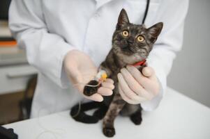 kat Aan examen tafel van dierenarts kliniek. veterinair zorg. dierenarts dokter en kat. foto