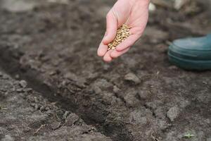 een vrouw hand- zet de zaden van een fabriek in de grond naar helpen het toenemen en beschermen het. de concept van zorgzaam voor planten en groeit biologisch producten foto