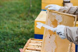 imker is werken met bijen en bijenkorven Aan bijenstal. bijen Aan honingraat. kaders van bij bijenkorf. bijenteelt. honing. gezond voedsel. natuurlijk producten. foto