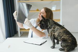 portret van een Frans buldog. veterinair geneeskunde concept. stamboom honden. grappig dieren. gemengd media foto