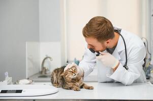 mannetje dokter, dierenarts, met een stethoscoop in veterinair kliniek voert examen en medisch examen van huiselijk kat, concept van medisch veterinair zorg, huisdier Gezondheid. foto