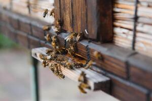 dichtbij omhoog van vliegend bijen. houten bijenkorf en bijen. foto