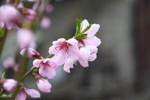 detailopname van roze appel boom bloemen tegen een blauw lucht. foto