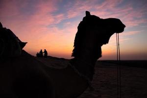 close-up van een kameel met achtergrondverlichting in kleurrijke zonsondergang, silhouet van een gezin op de achtergrond foto