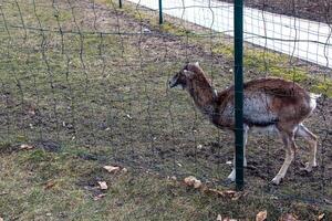 Europese moeflon ovis orientalis in de kinderkamer van de agrarisch Universiteit in nitraat, Slowakije. foto