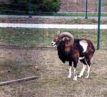 Europese moeflon ovis orientalis in de kinderkamer van de agrarisch Universiteit in nitraat, Slowakije. foto