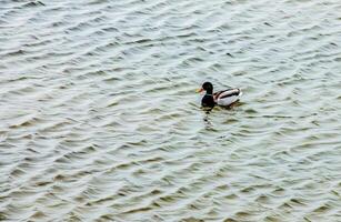 anatinae eenden Aan een winter ijzig rivier- in ijzig het weer. foto