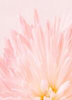 macro foto van pale roze chrysant. bloemen achtergrond