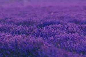 lavendel, lavendel, velden, valensole plateau, alpen haute Provence, Frankrijk, Europa foto